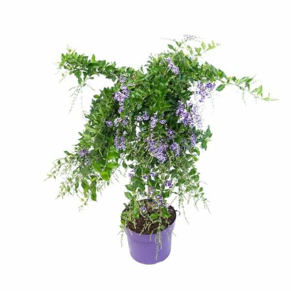 8 Duranta Repens