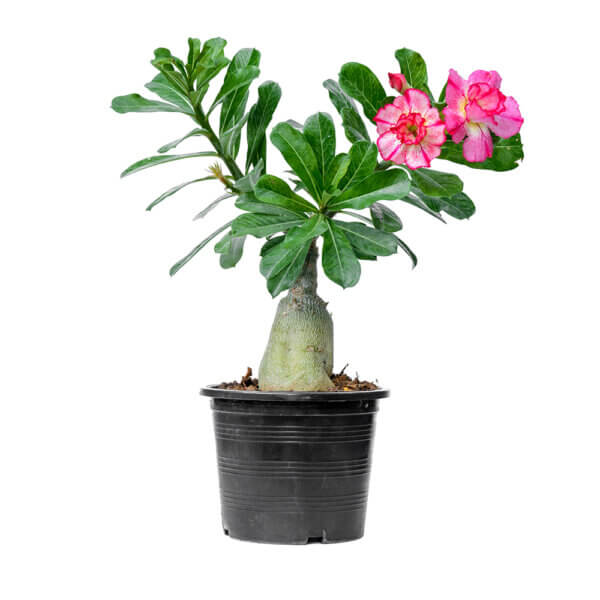 Desert Rose