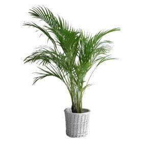 1 Areca Palm