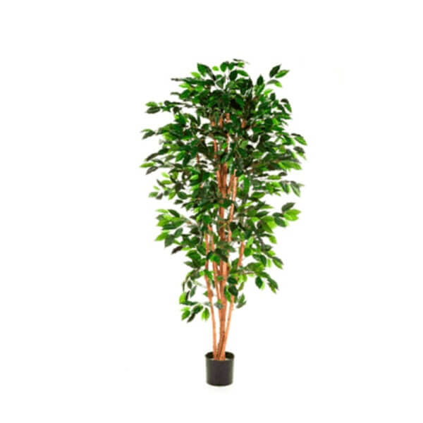 11 Ficus Nitida