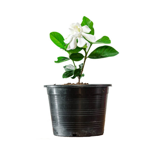 13 Gardenia Jasminoides