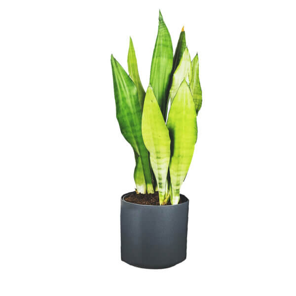 14 Sansevieria Trifasciata Green