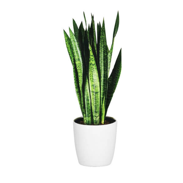 15 Sansevieria Trifasciata Laurentii Double Colour