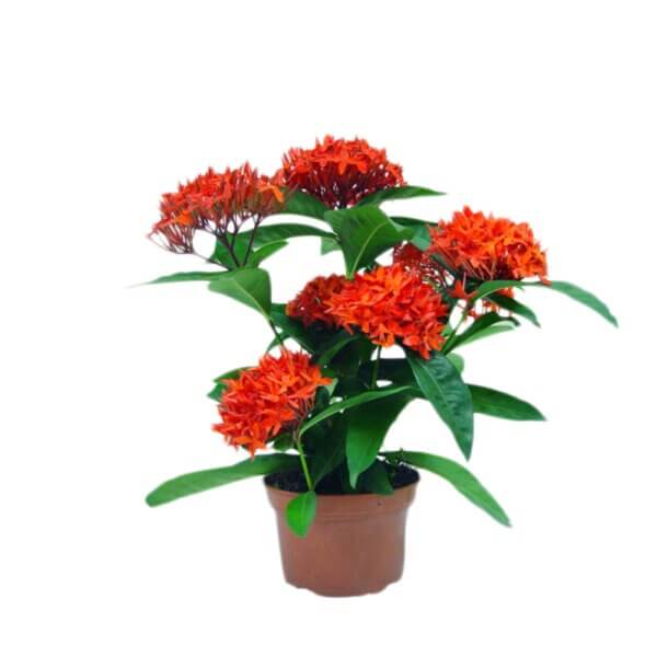 16 Ixora Coccenia