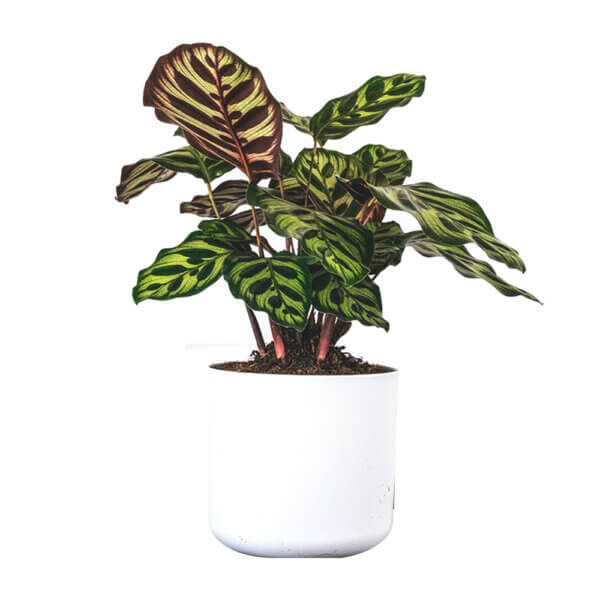 18 Calathea