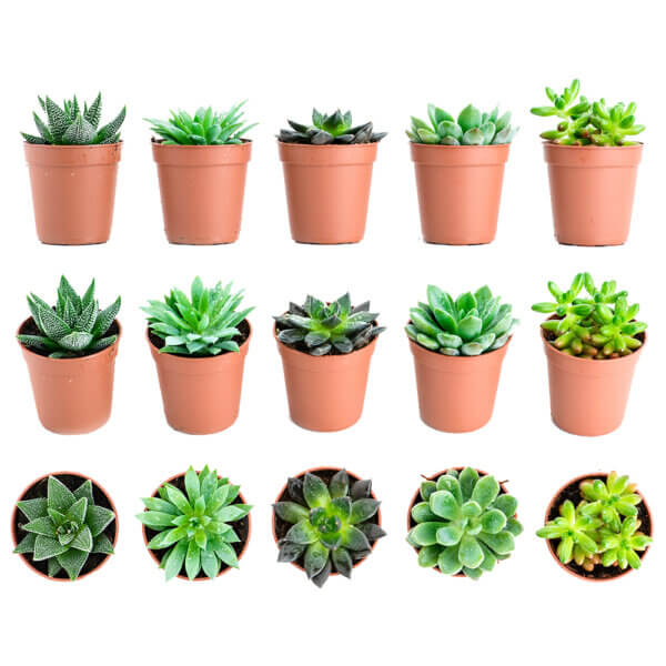 19 Succulent Plants