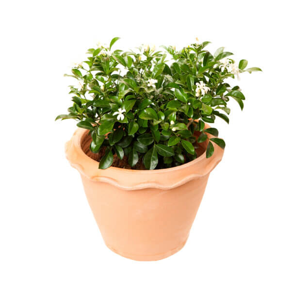 Orange Jasmine or Murraya Paniculata