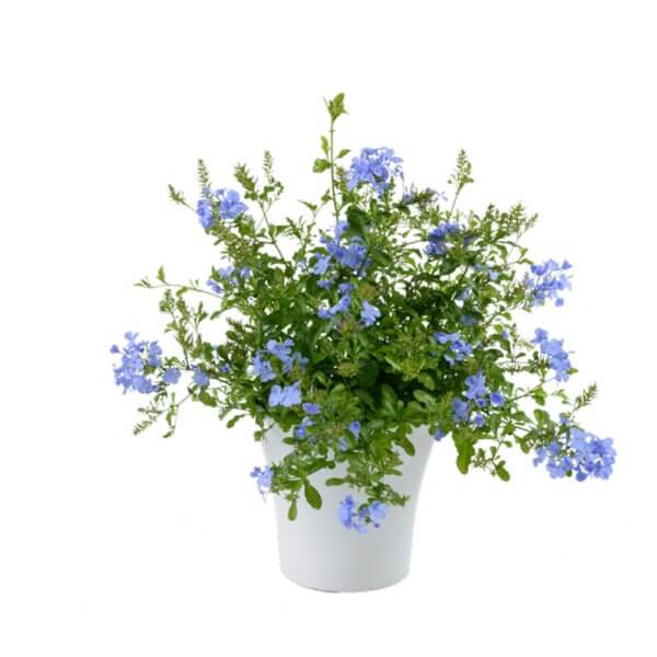 25 Plumbago Auriculata