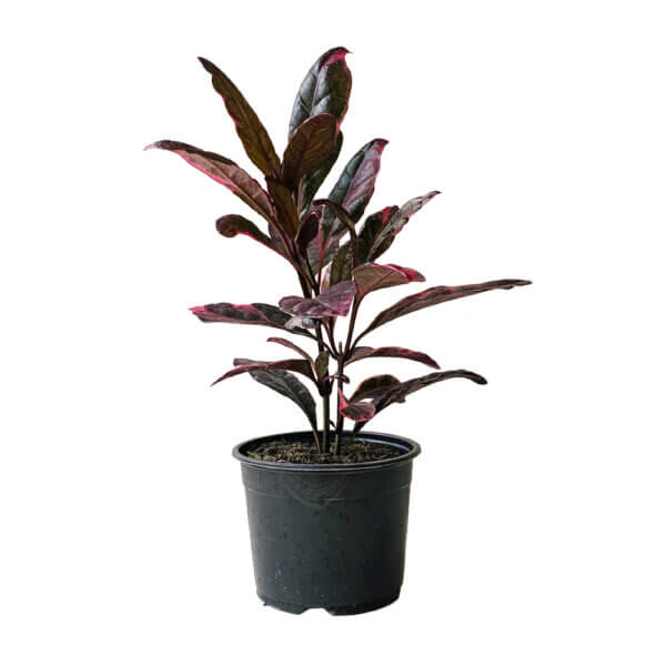 26 Pseuderanthemum Atropurpureum Red