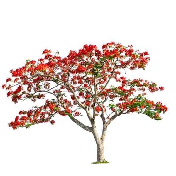 36 Delonix Regia