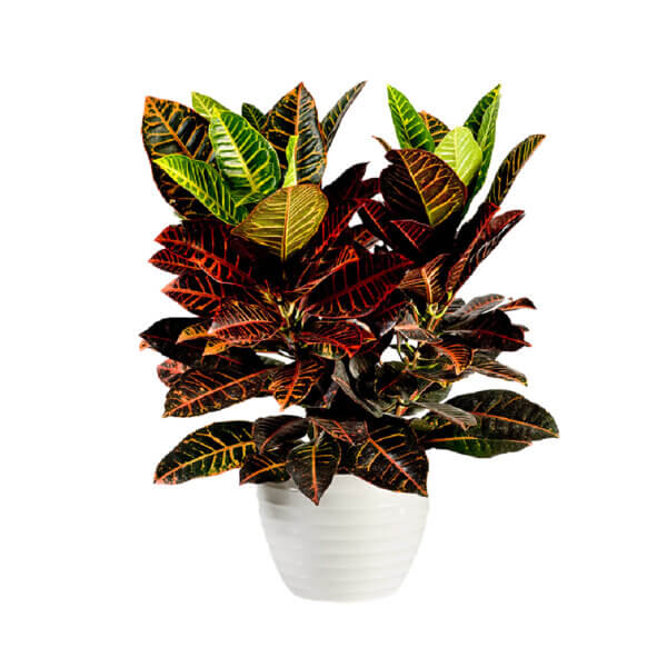 4 Croton Big Leaf Red