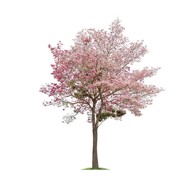 43 Tabebuia Rosea