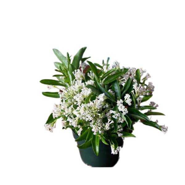 5 Cestrum Diurnum