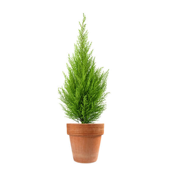 5 Cupressus Macrocarpa