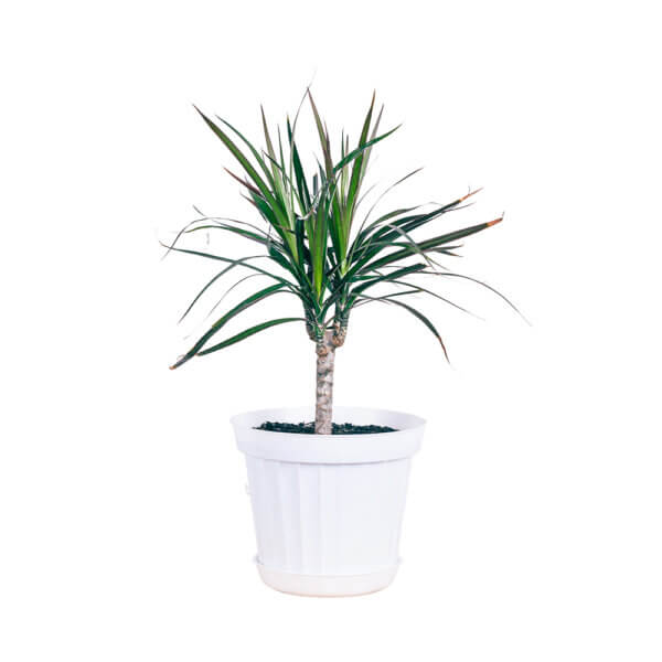 7 Dracaena Draco 1pp