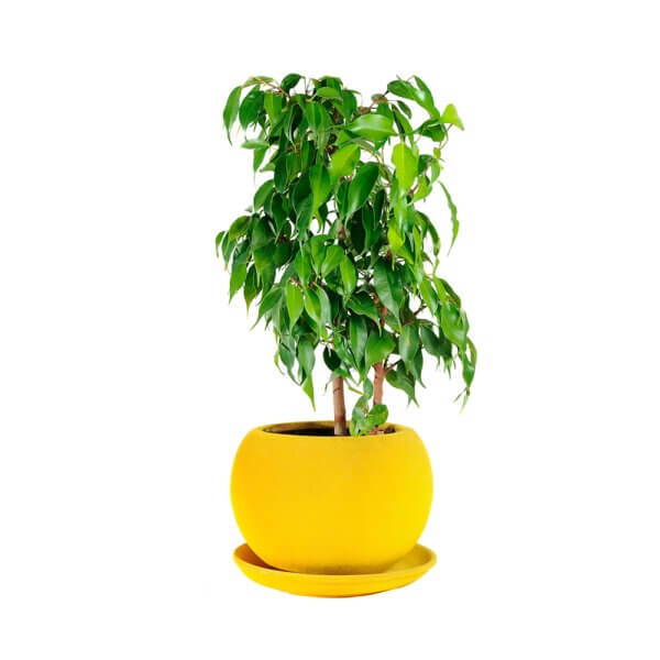 9 Ficus Benjamina