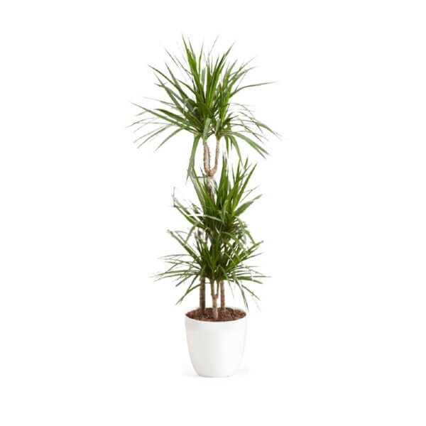 Dracaena Marginata 3 stem