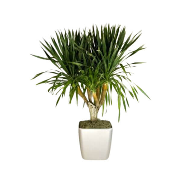 dracaena draco 6pp 1