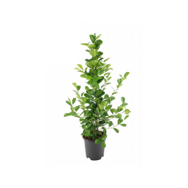 ficus microcarpa 1