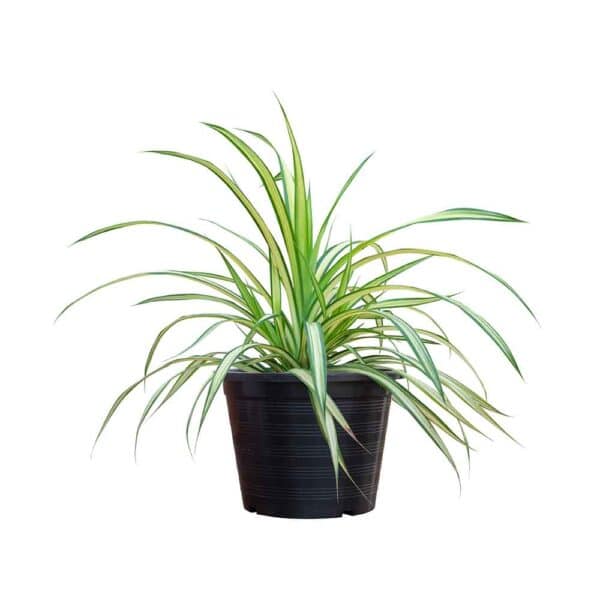 1 Spider Plant