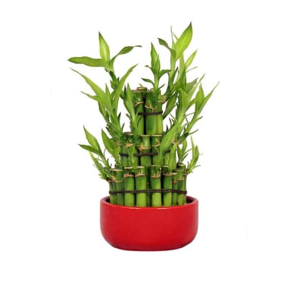 3 Lucky Bamboo