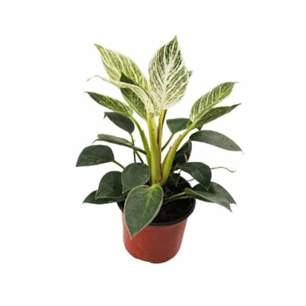 7 Philodendron