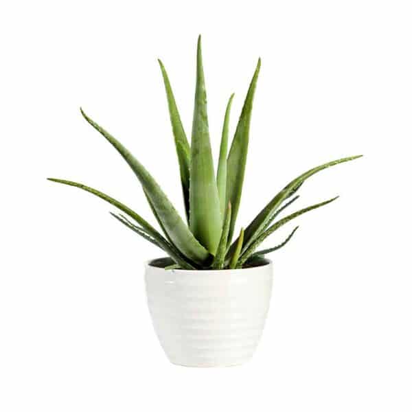 8 Aloe Vera