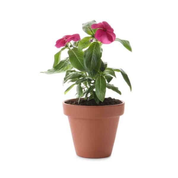 Vinca (Set of 3)