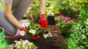 How To Establish Container Culture Gardening In Your UAE Balconies This Season?