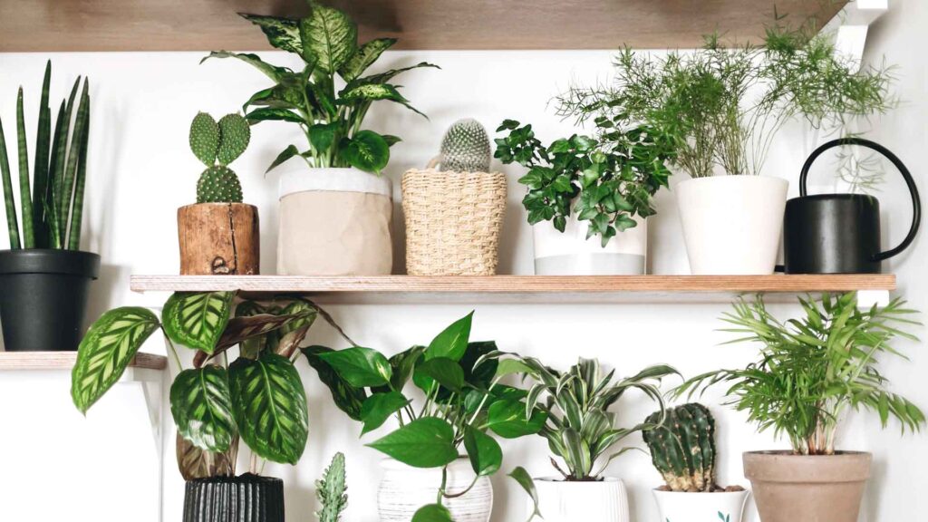 5 Bathroom Window Plants You Must Own Today