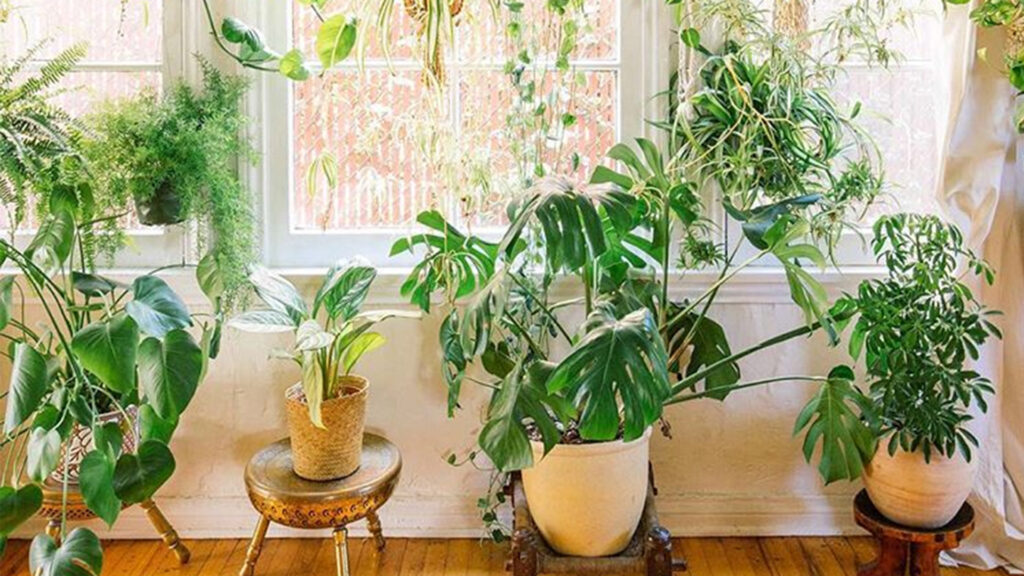 5 Plants To Make Your Dubai UAE Living Room Cute