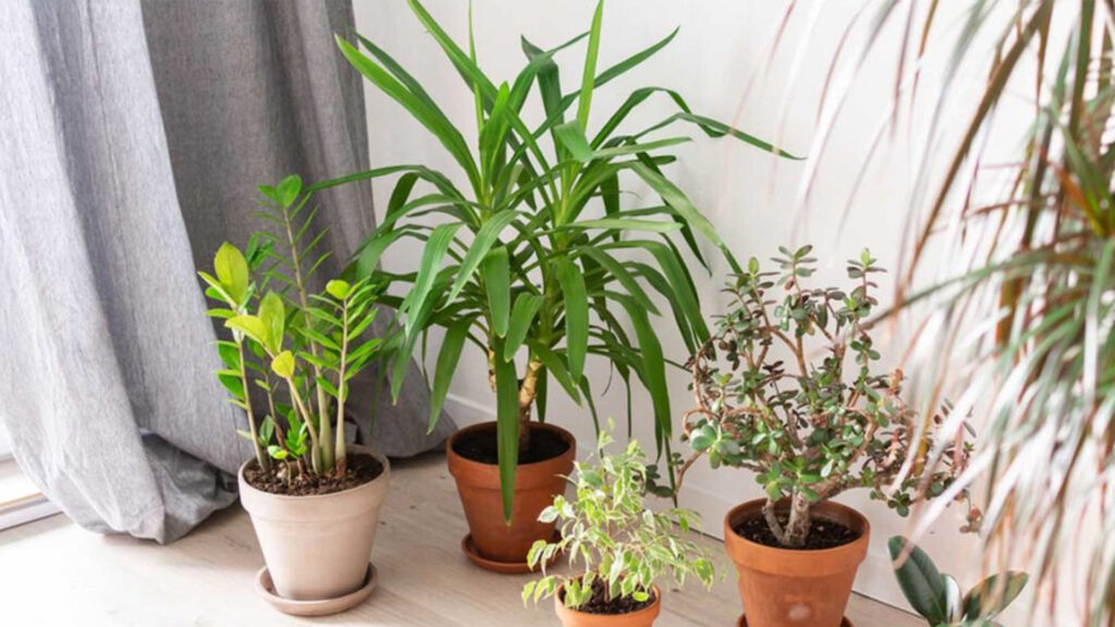 4 Best Houseplants ToGrow During The Dubai Fall