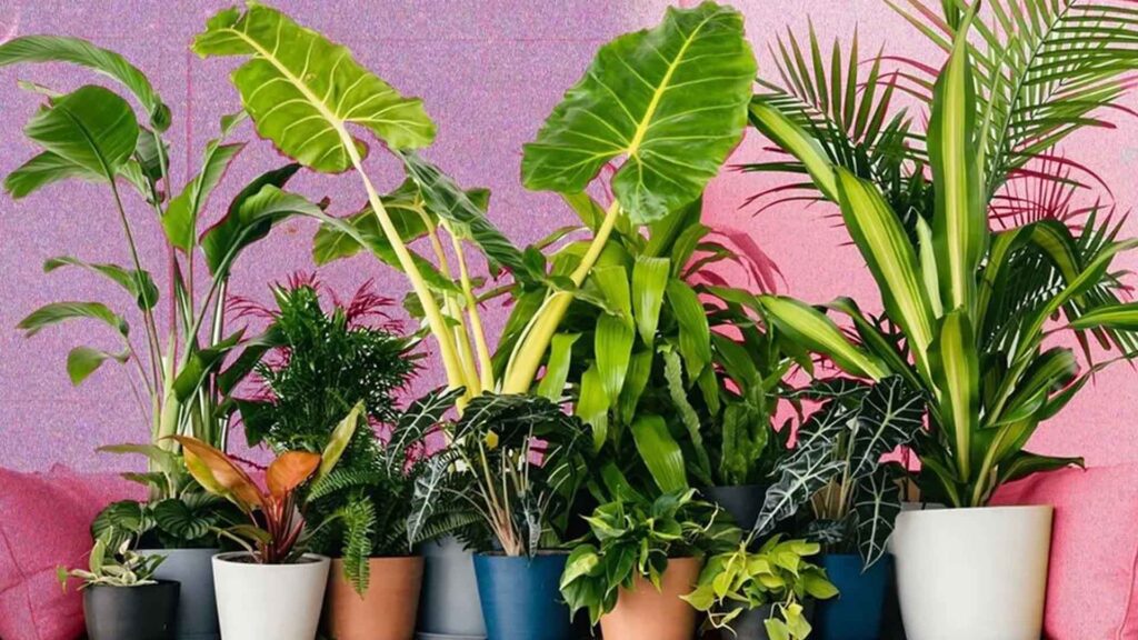 7 Easy Plant Growing Tips For Dubai Plant Lovers