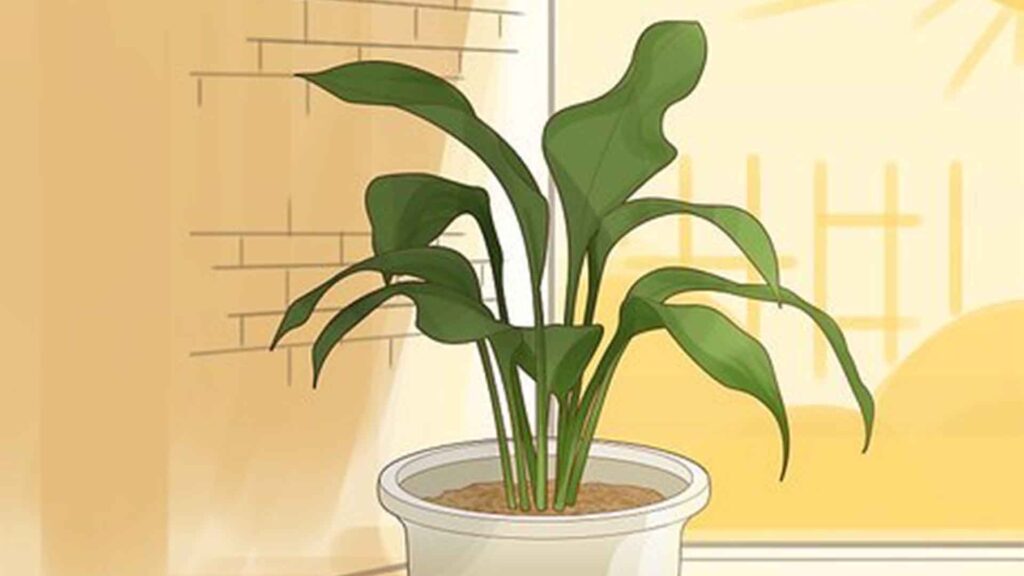 How To Save Overwatered Houseplants In Dubai Regions