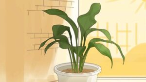 How To Save Overwatered Houseplants In Dubai Regions?