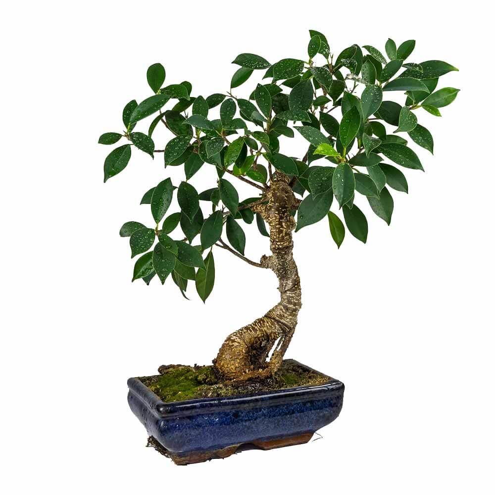 12 Ficus Panda