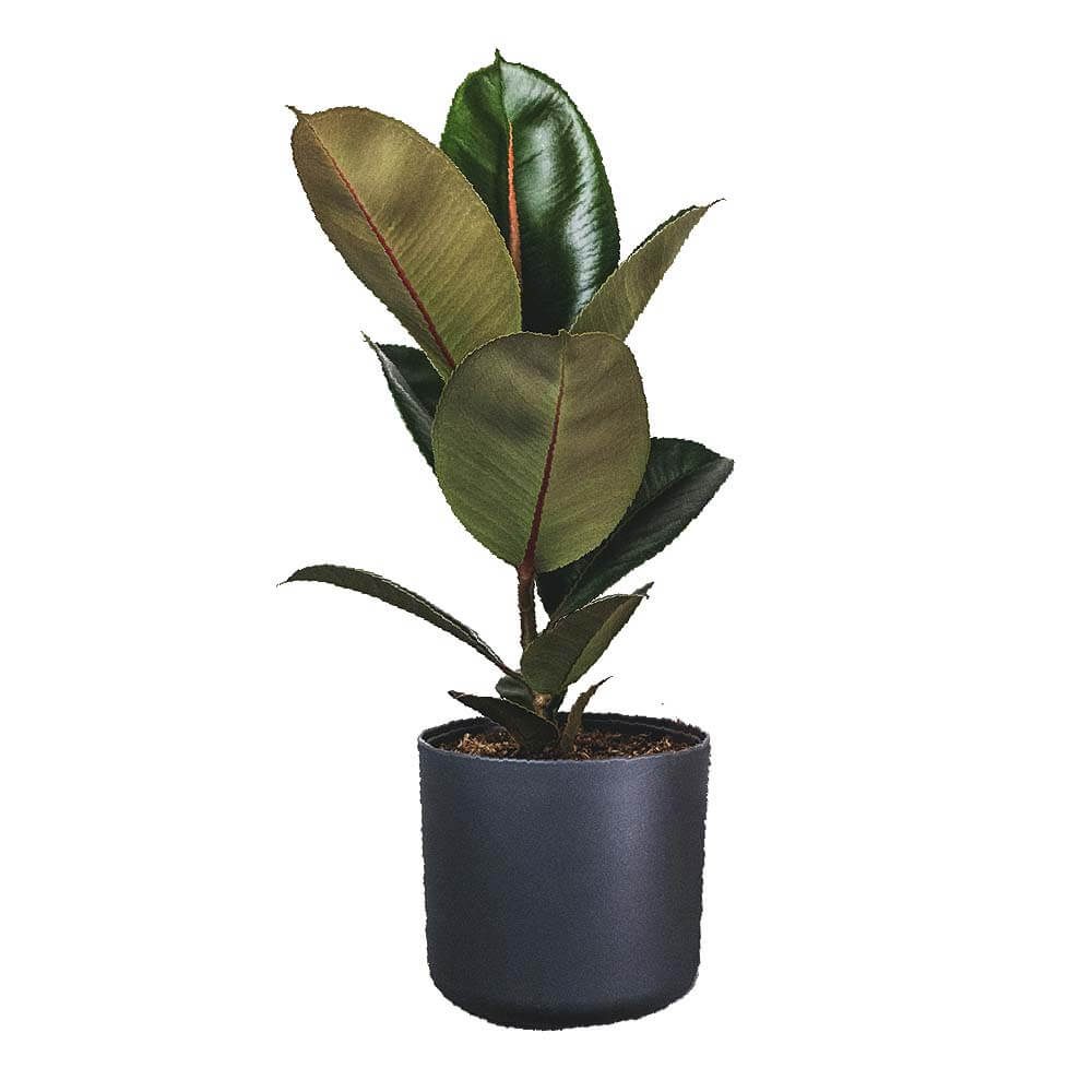 13 Ficus Elastica