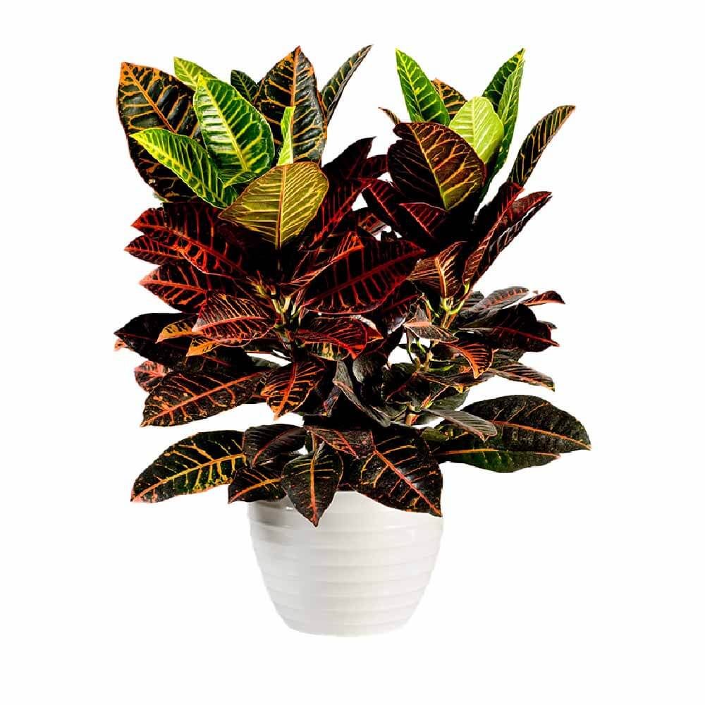 4 Croton Big Leaf Red