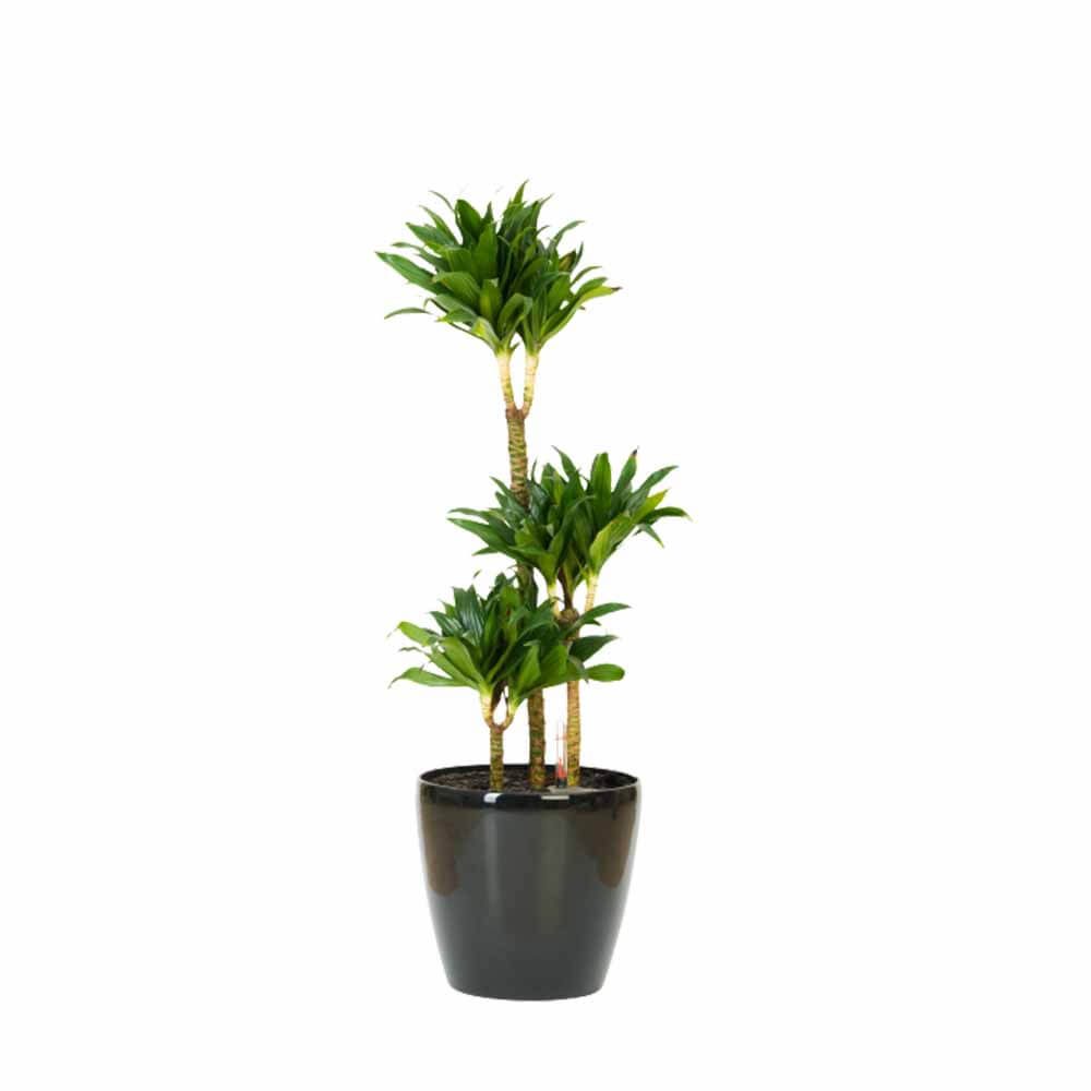 8 Dracaena Draco 6pp