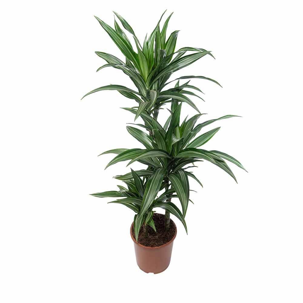 9 Dracaena Fragrans Deremensis Aprt 3 Head